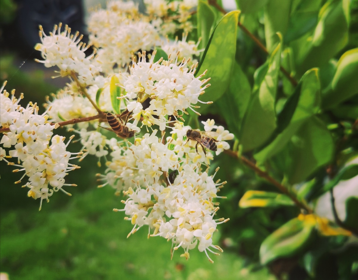路边绿植绽放出的小花花