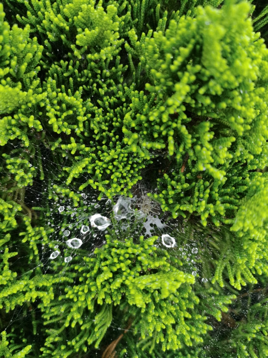 雨后清新大自然的赐予