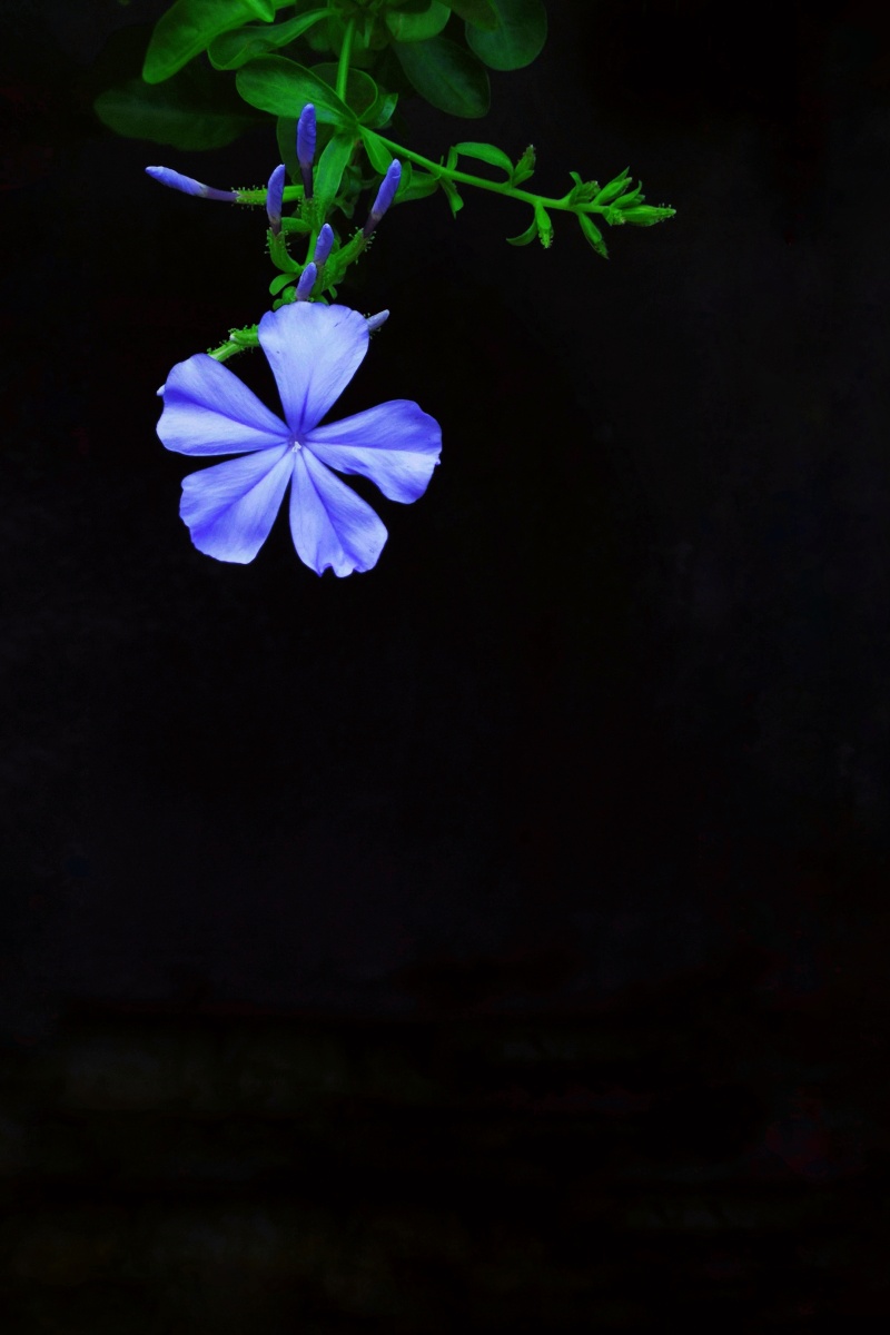 淡若清风三郎手机摄影