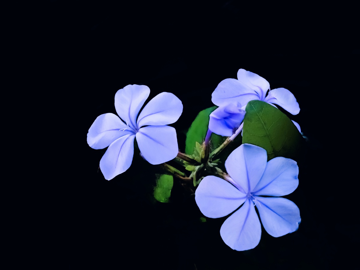 蓝雪花开三郎手机摄影