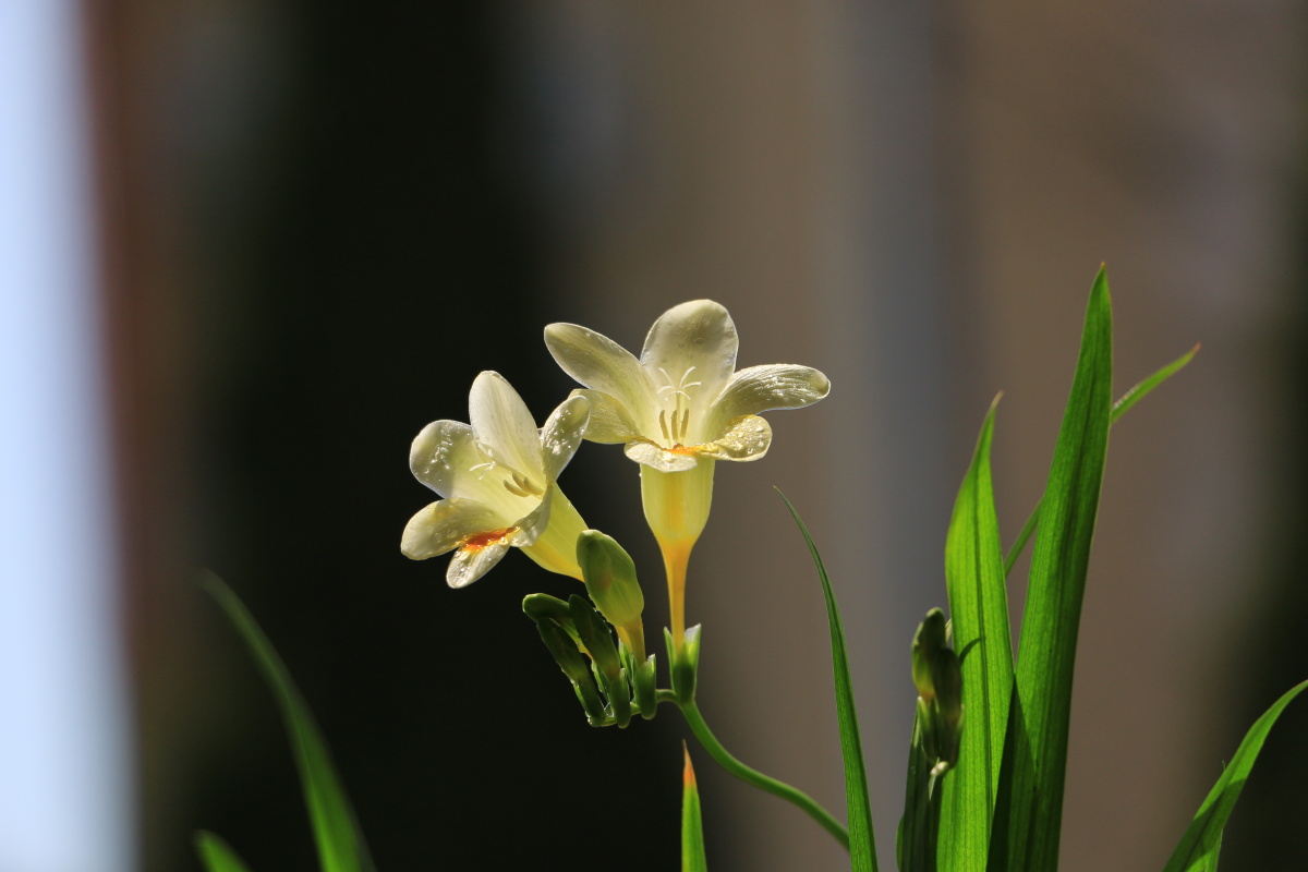 手培兰蕊两三栽,日暖风和次第开 - 威海老尹