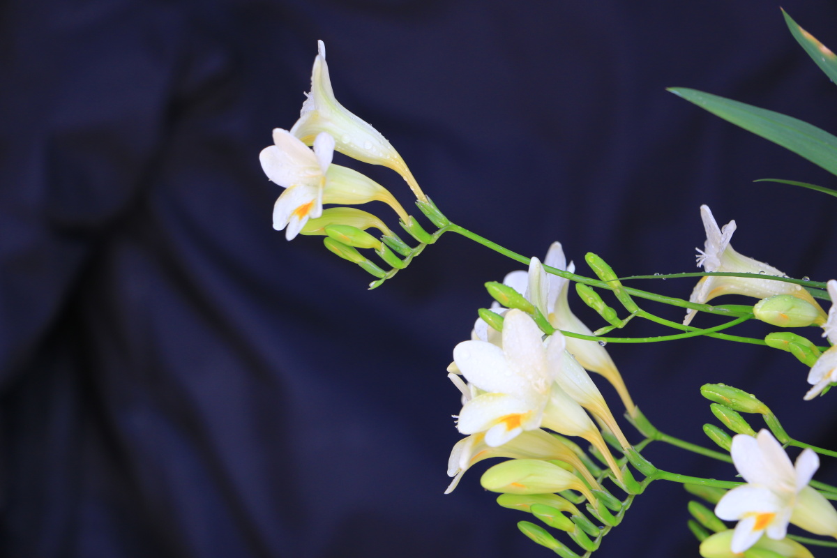 手培兰蕊两三栽,日暖风和次第开 - 威海老尹