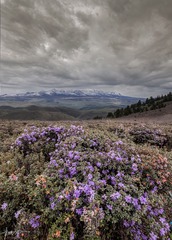4184639