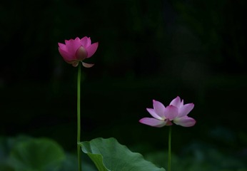 1000022264