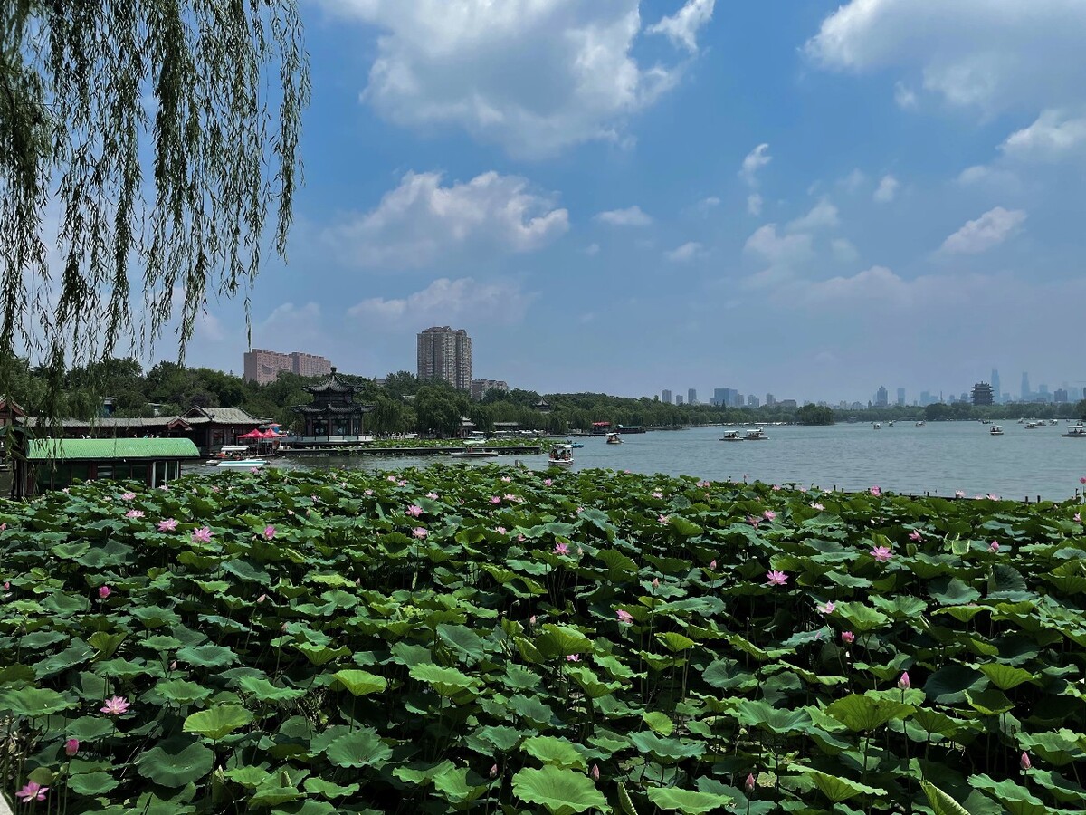 炎炎夏日来大明湖窃一丝清凉瞄一眼荷花