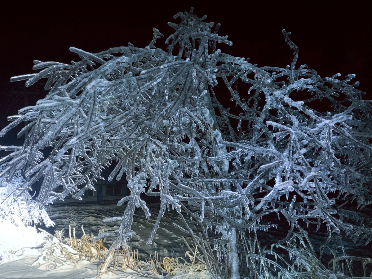 2020年东北的第一场冰雨611078086978086110