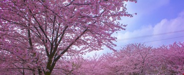 Optional("8E38E9B4-A6B4-4903-856C-F3D53D1C883A/L0/001")