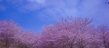 Optional("980D30AD-AD97-4D70-82B3-AF97968291F2/L0/001")