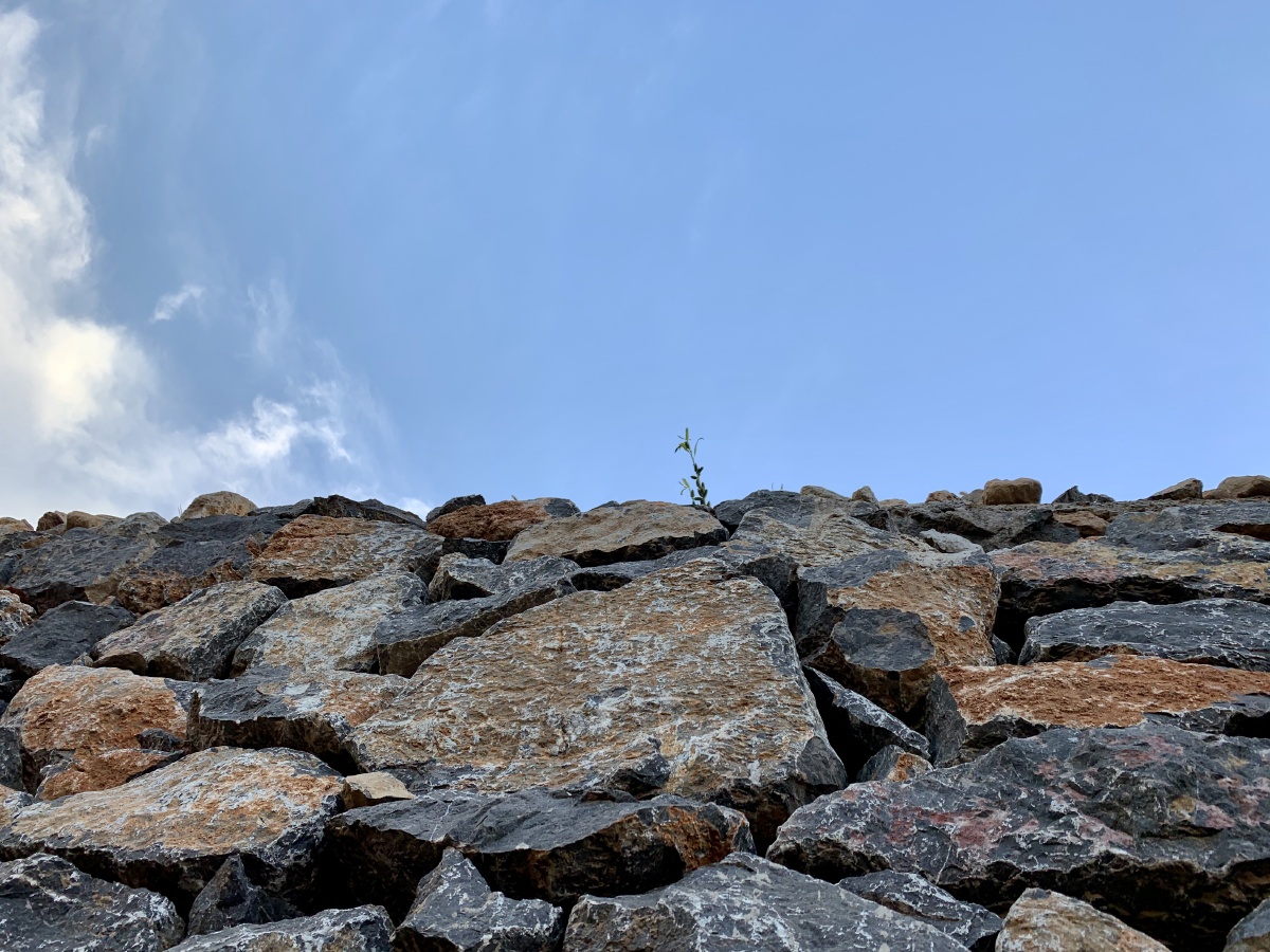 石头缝里的小草