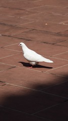 42704