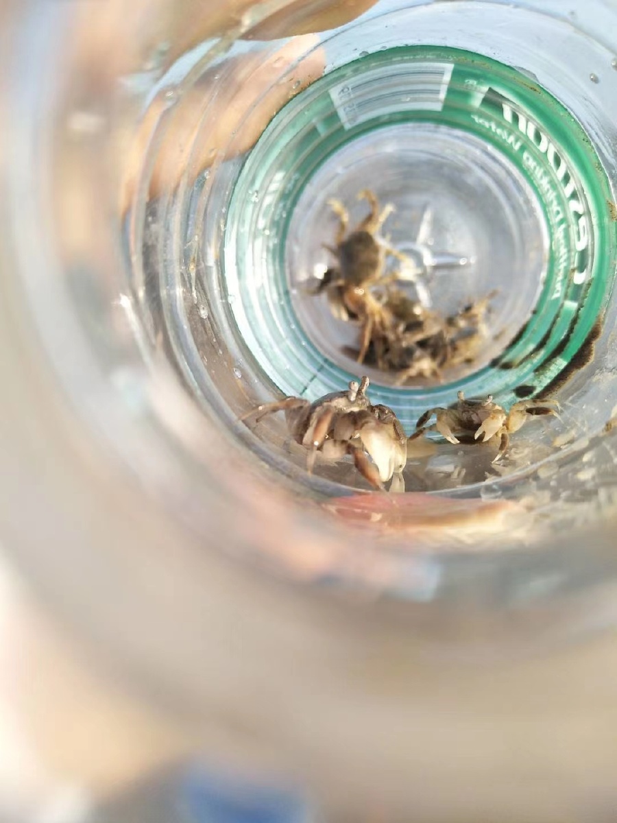 人与自然就像这瓶中的小螃蟹太渺小