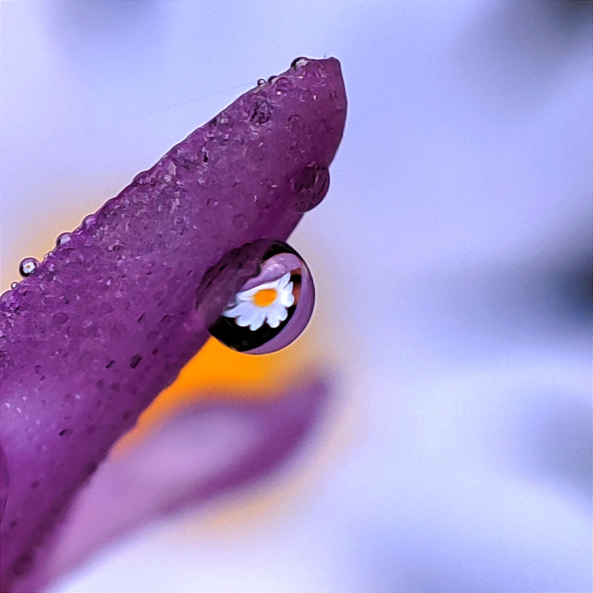 花朵上的水滴之花