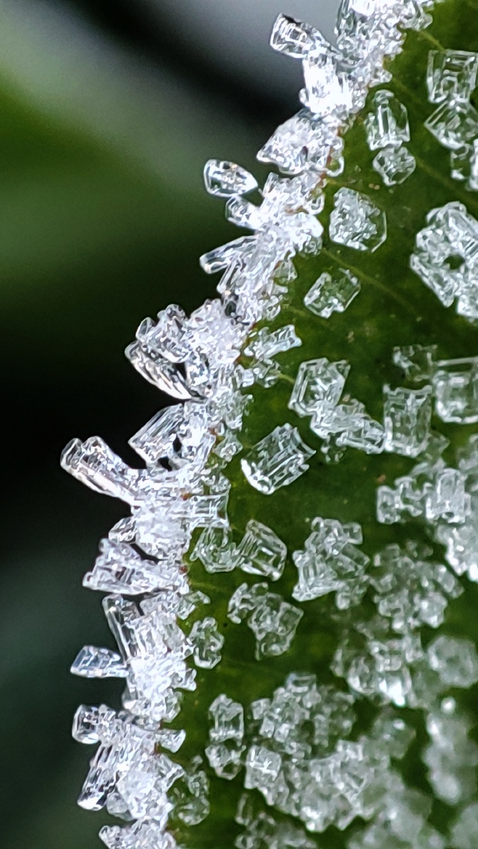 今天霜很大去拍了一组霜花你见过这么美的霜花吗