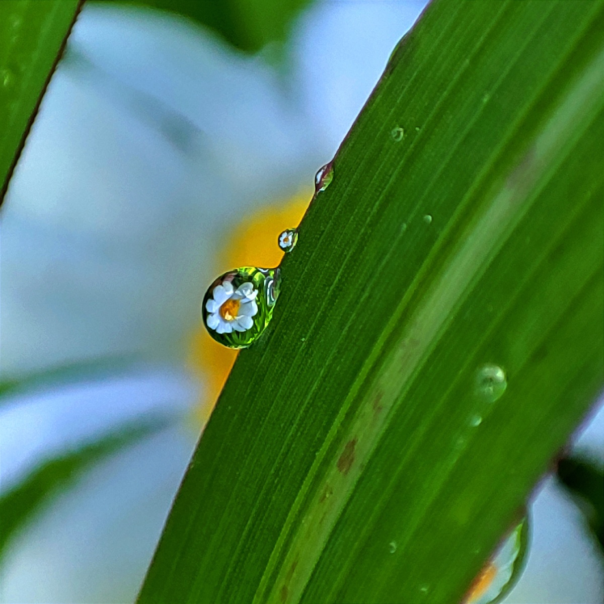 清晨的阳光照射在草地上露珠在光的照射下亮晶晶的利用光线拍下这组