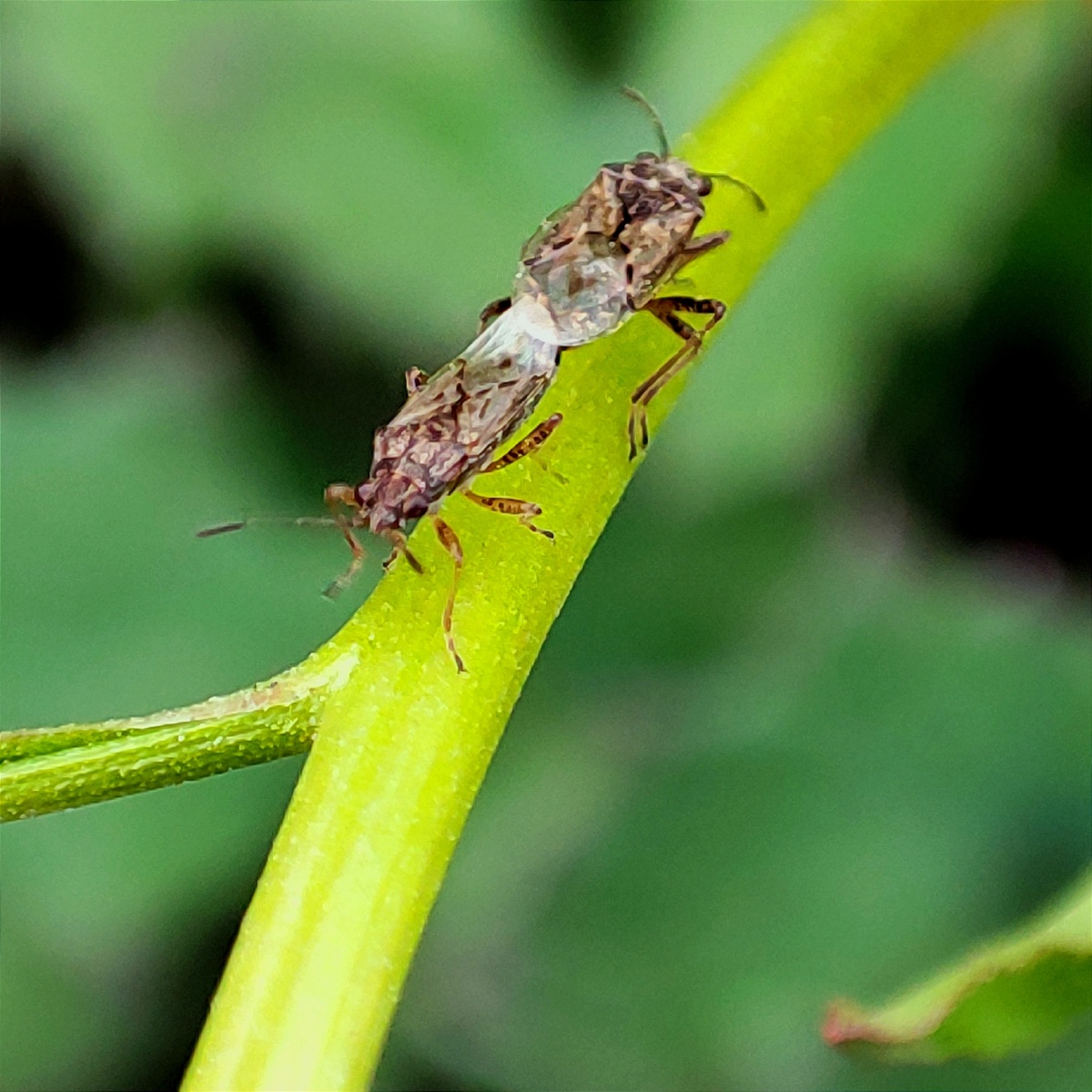 两只羞羞的虫子