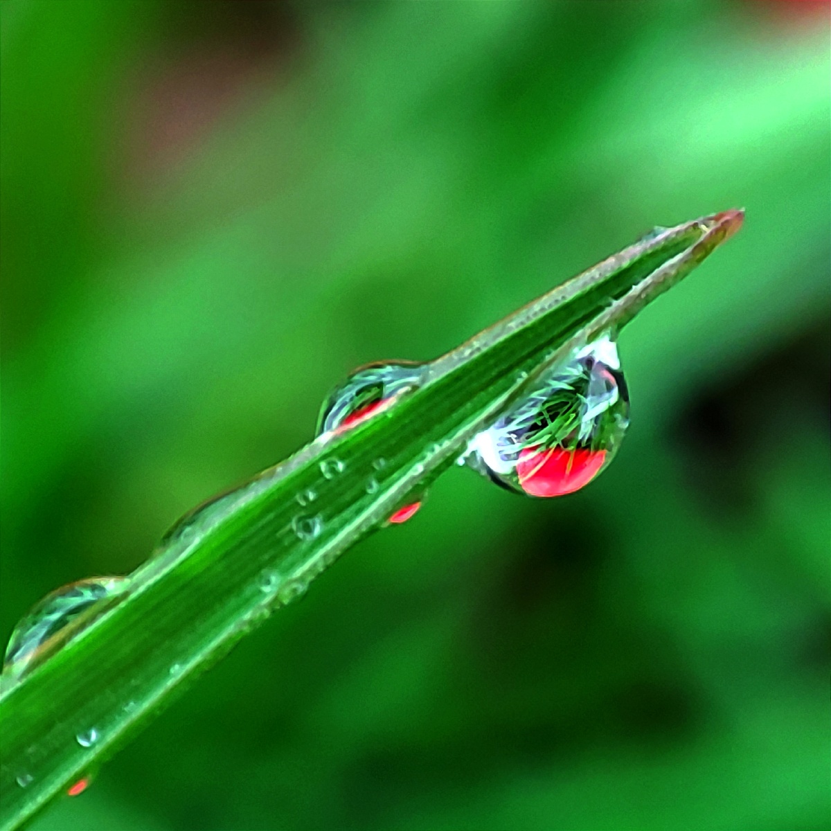 一颗颗晶莹剔透的露珠连在一起像一串珍珠项链光彩夺目