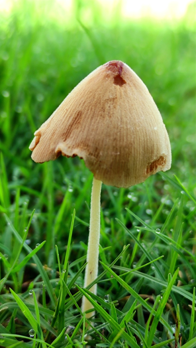 今天出门拍水滴偶遇这些小蘑菇觉得可爱你觉得呢