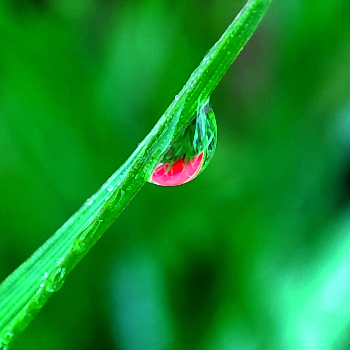 一颗颗晶莹剔透的露珠连在一起像一串珍珠项链光彩夺目