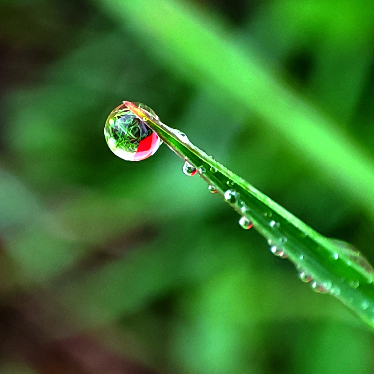 一颗颗晶莹剔透的露珠连在一起像一串珍珠项链光彩夺目