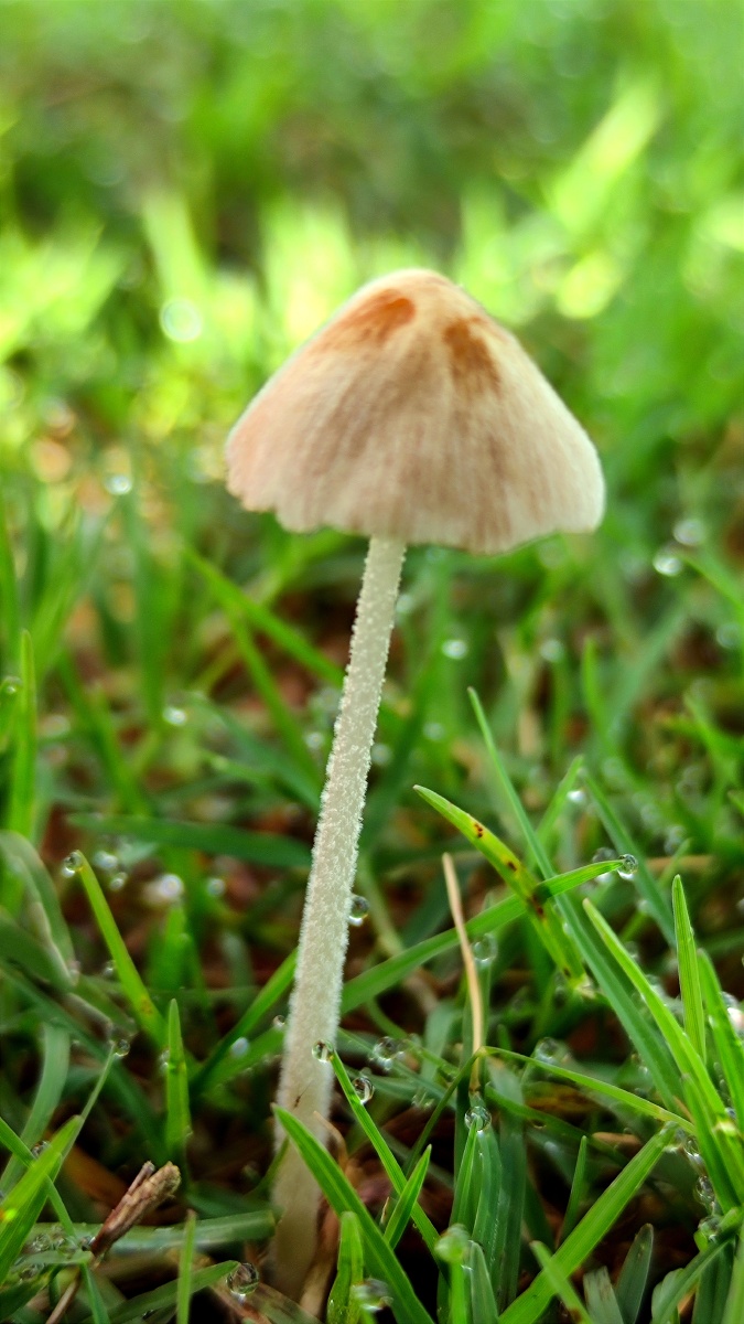 今天出门拍水滴偶遇这些小蘑菇觉得可爱你觉得呢