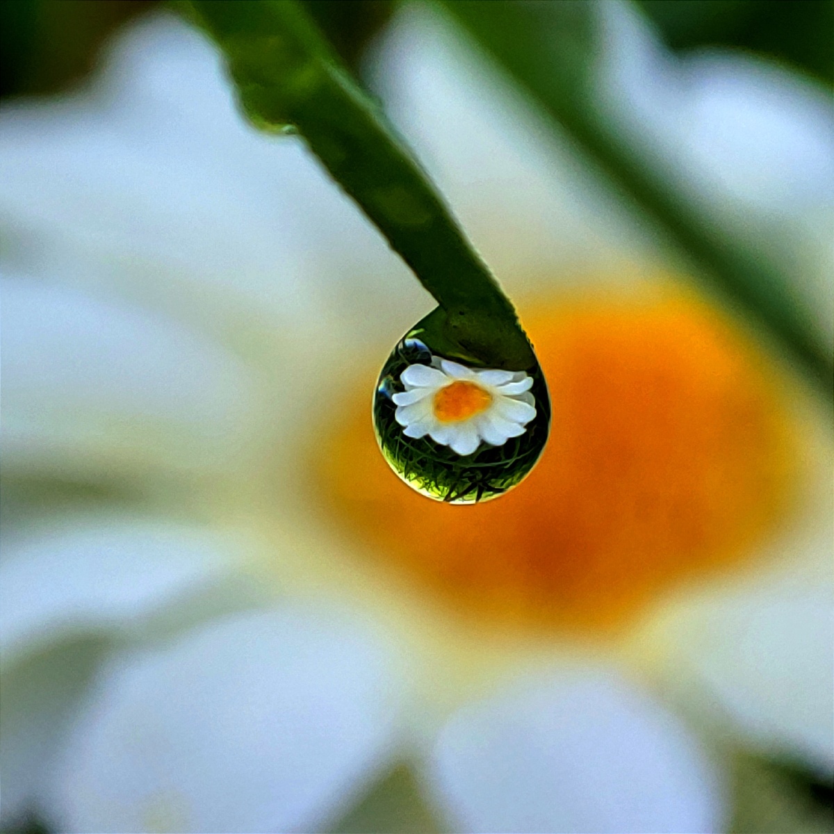 清晨的阳光照射在草地上露珠在光的照射下亮晶晶的利用光线拍下这组