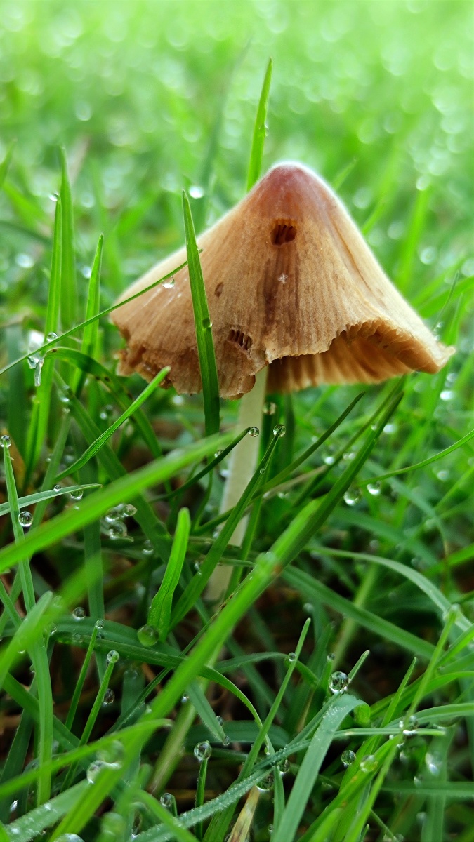 今天出门拍水滴偶遇这些小蘑菇觉得可爱你觉得呢