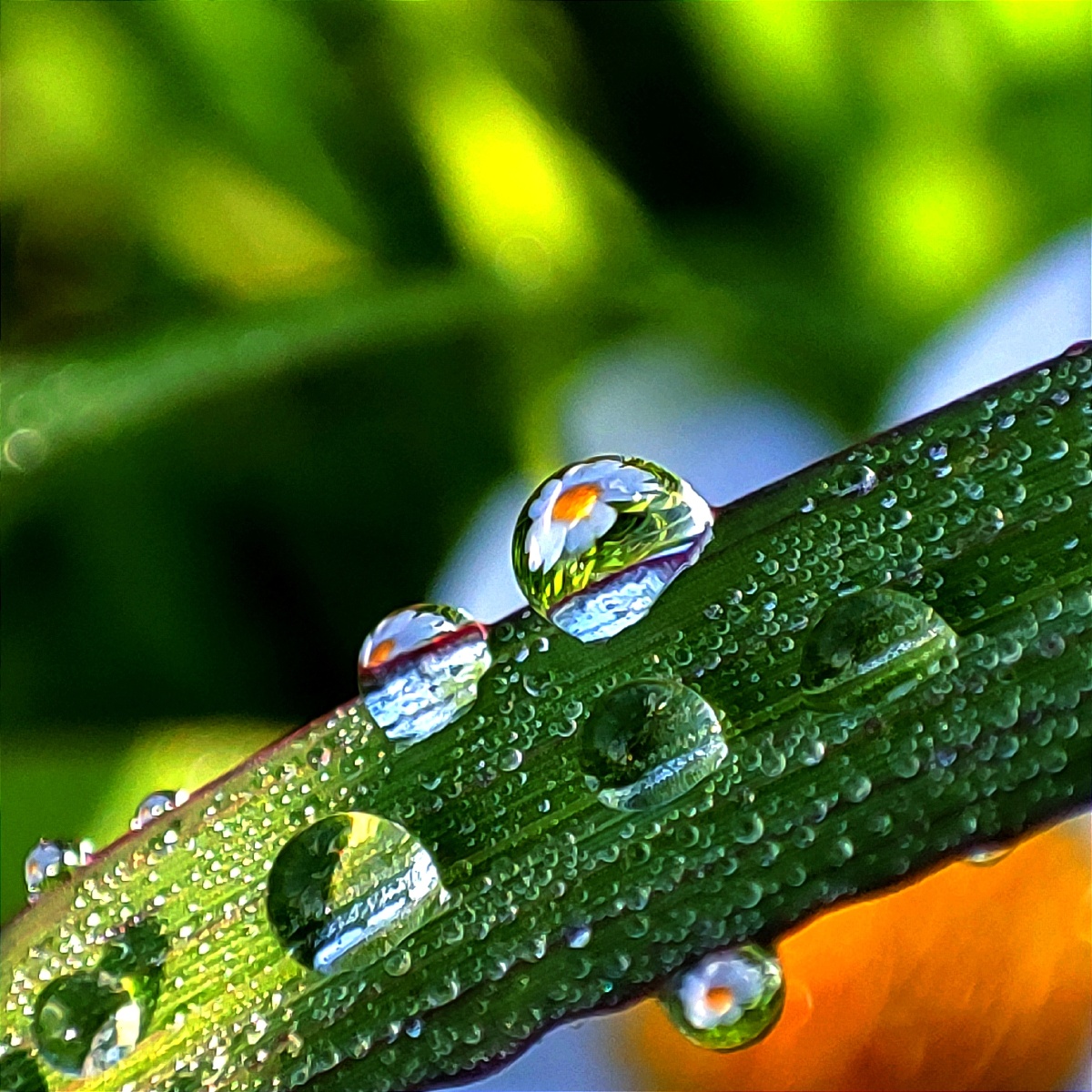 清晨的阳光照射在草地上露珠在光的照射下亮晶晶的利用光线拍下这组