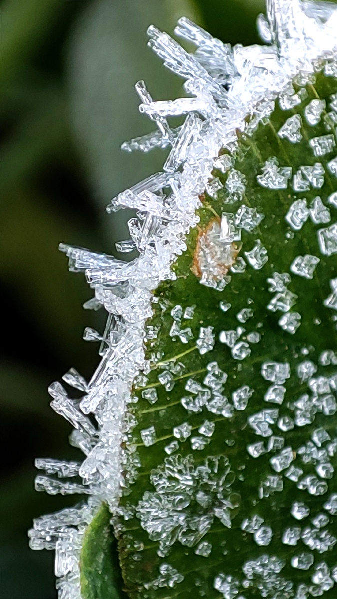 今天霜很大去拍了一组霜花你见过这么美的霜花吗
