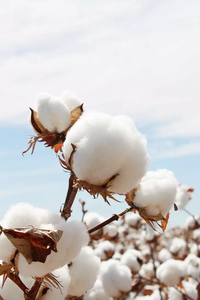 棉花
