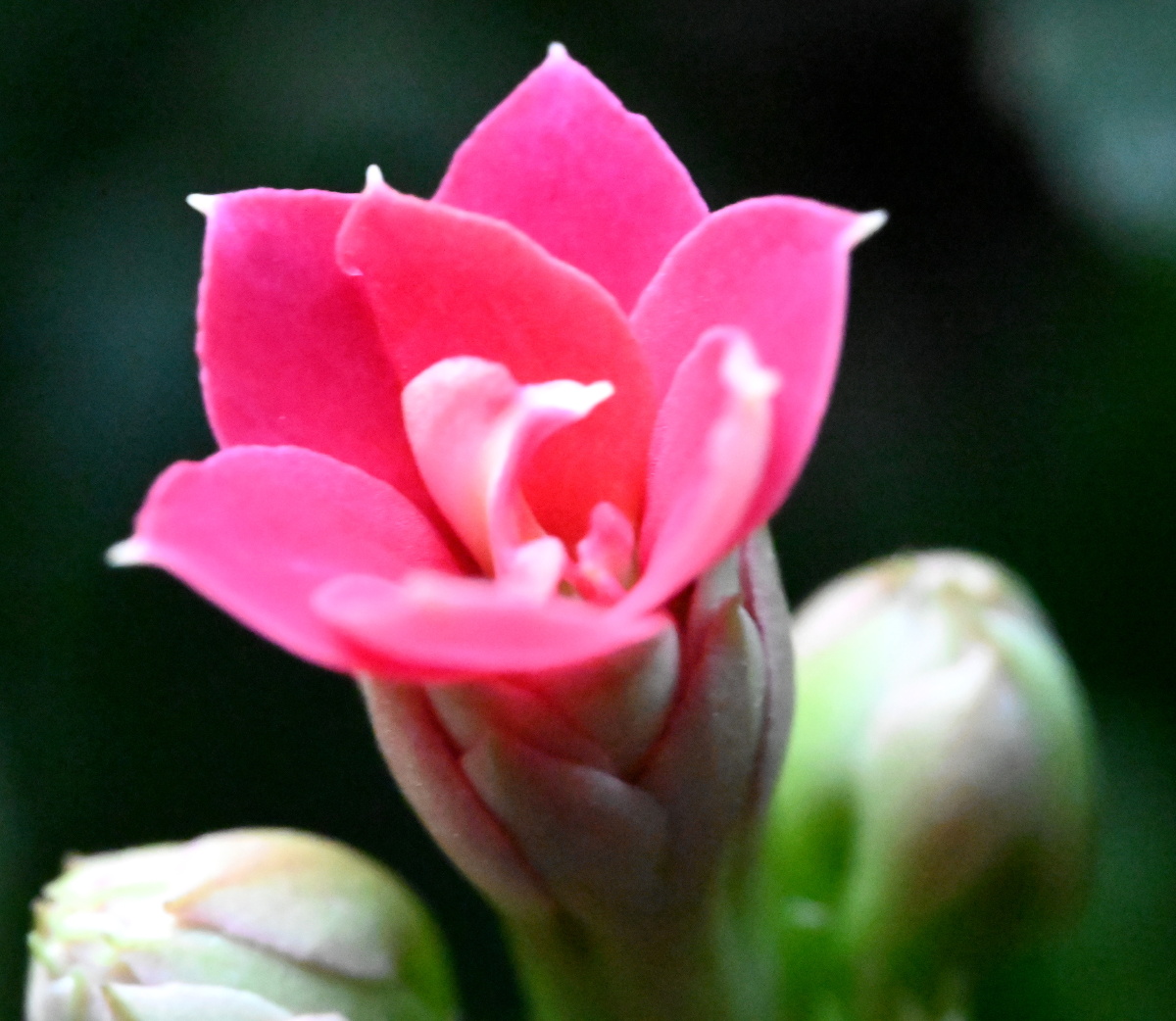 2021绽开的第一朵花喜迎2021好运来