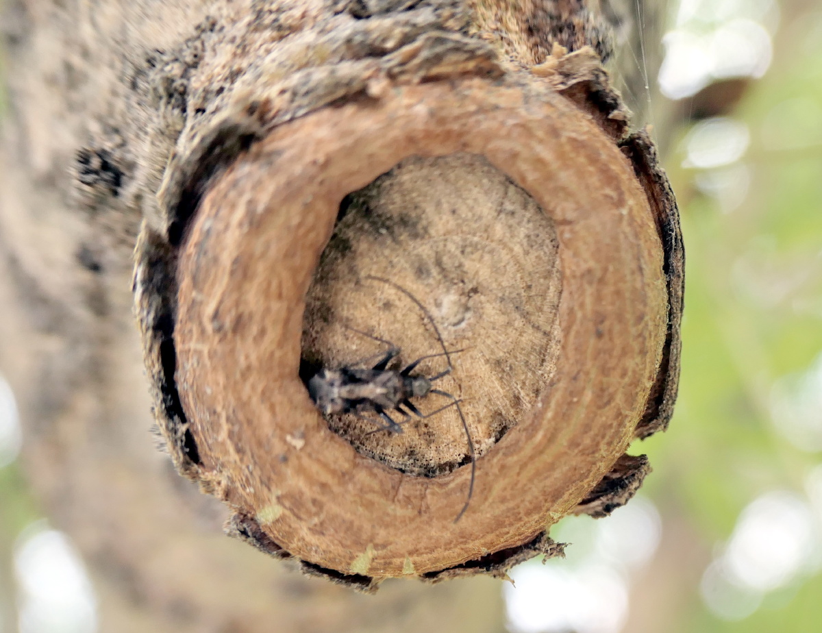 校园一角虫之巢