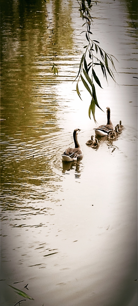 鸿雁大型候鸟国家二级保护动物