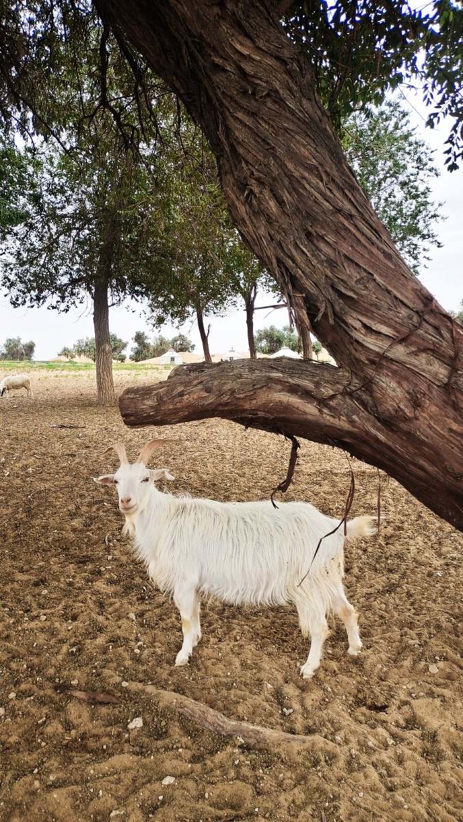 沙漠绿地散养山羊