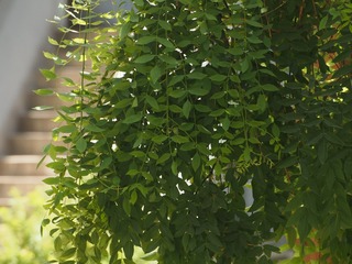 P6160031