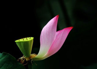 _MG_5495ab