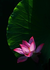 清丽