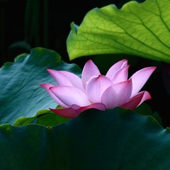 玉荷