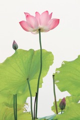 _MG_0595______