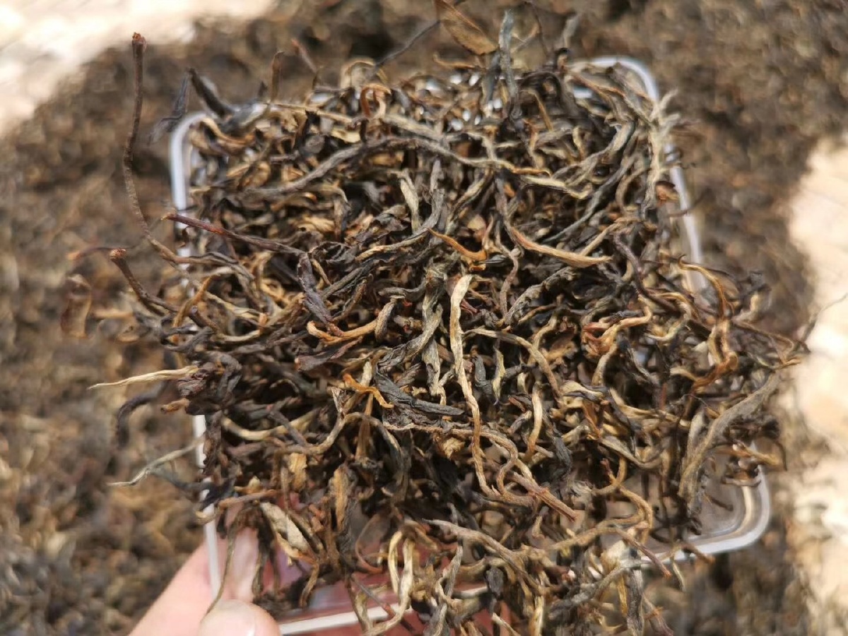 滑竹梁子春尾巴大树红茶高品质口感香甜密花香