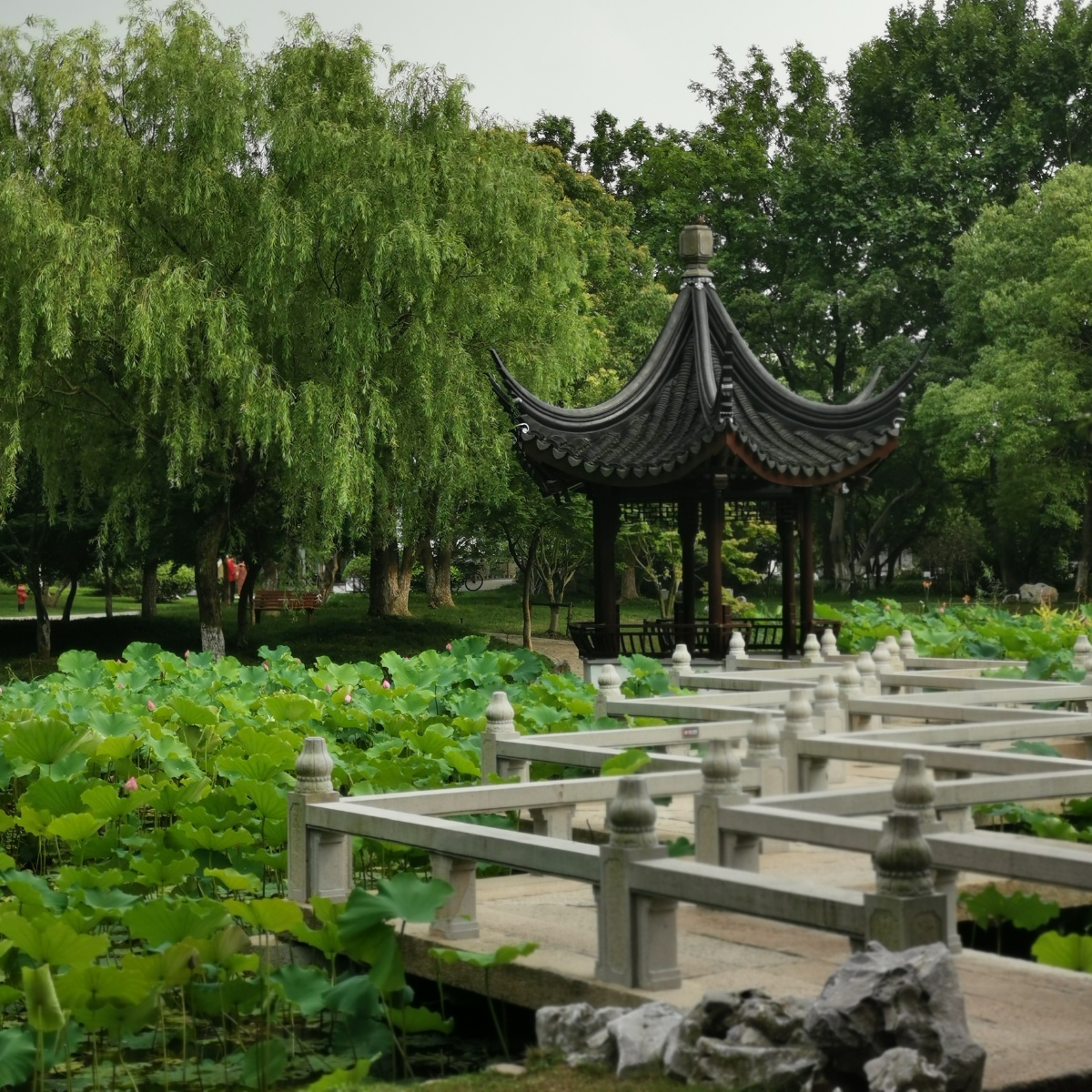 昆山亭林公园绿意