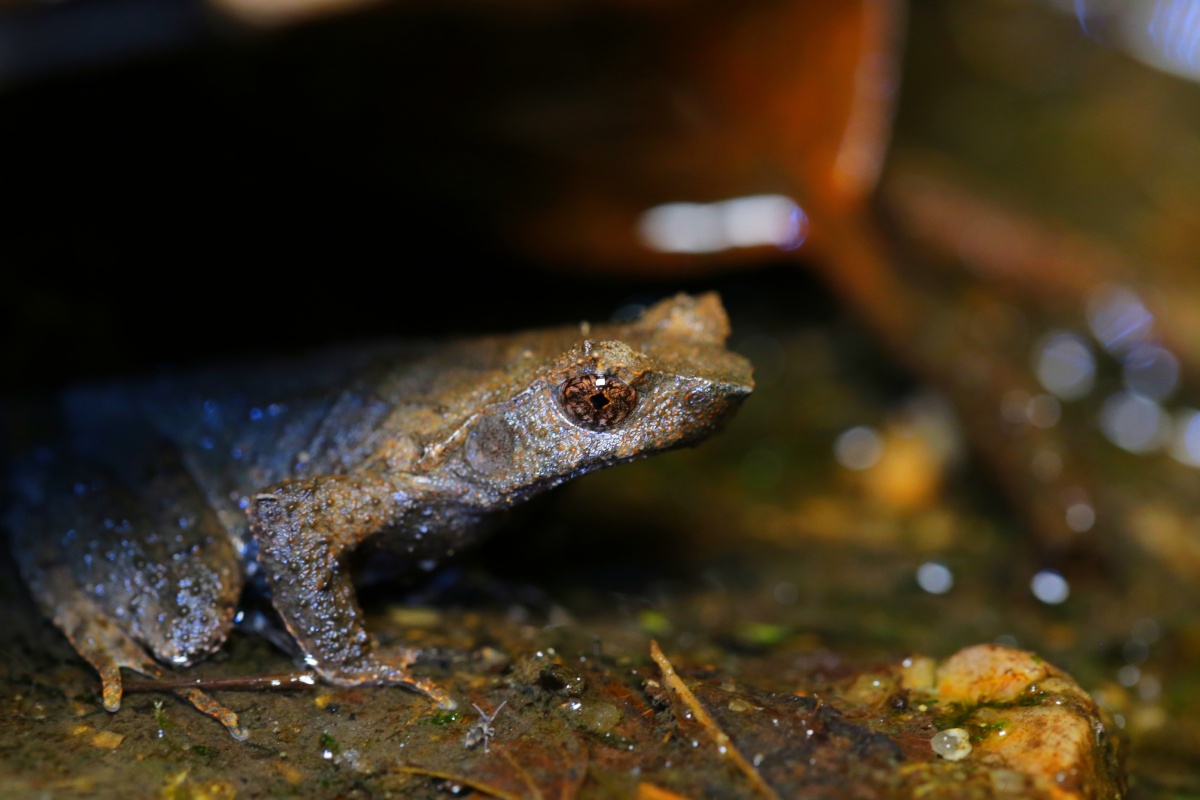 头上长犄角的短肢角蟾