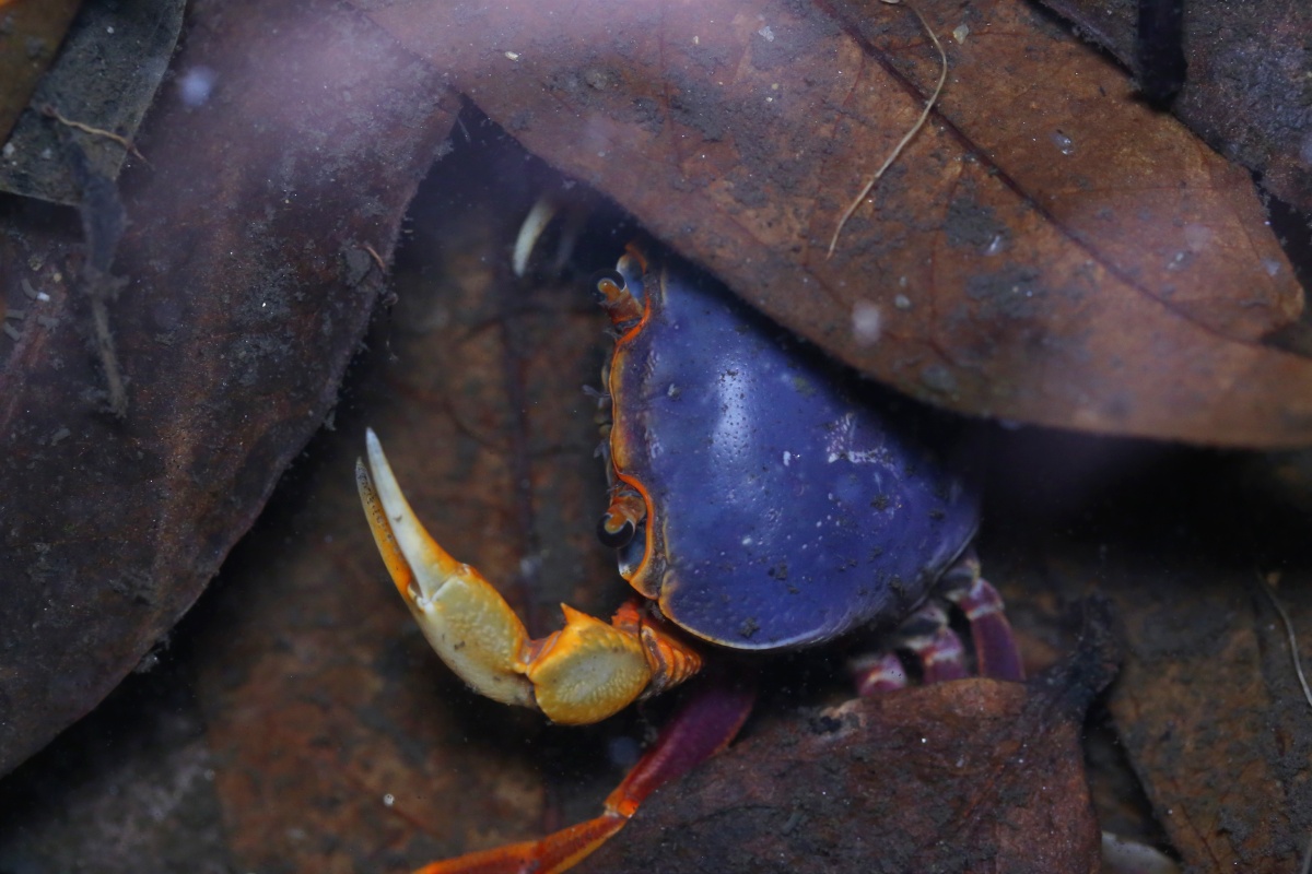 行走在山间溪流的原生红宝石南海尖肢溪蟹