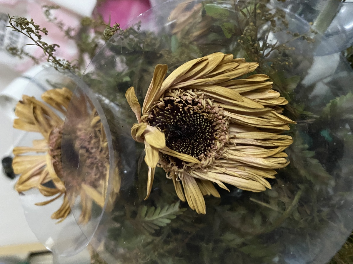 再美的花朵终极会凋谢桑感的看着花儿调谢了无滤镜无修图手机相机直出