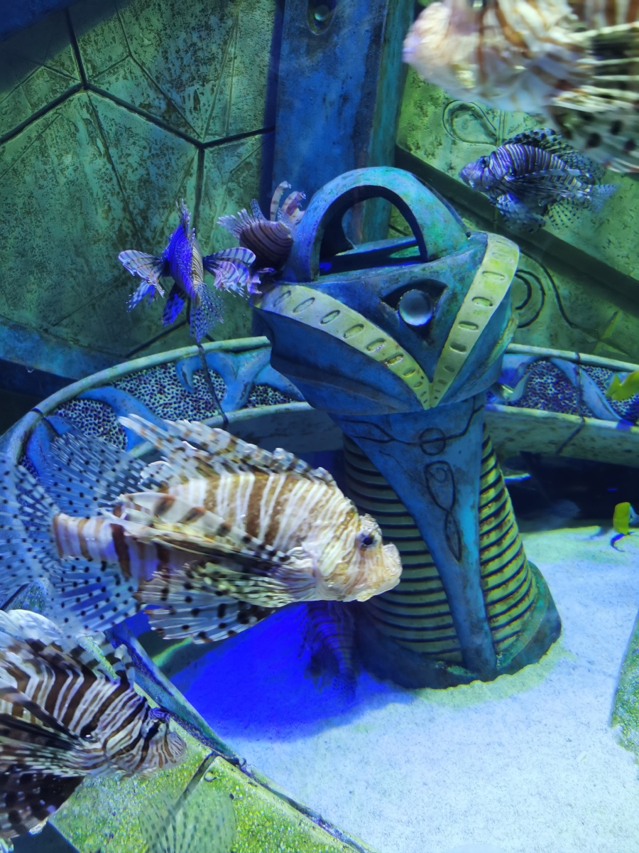 三亚亚特兰蒂斯水族馆