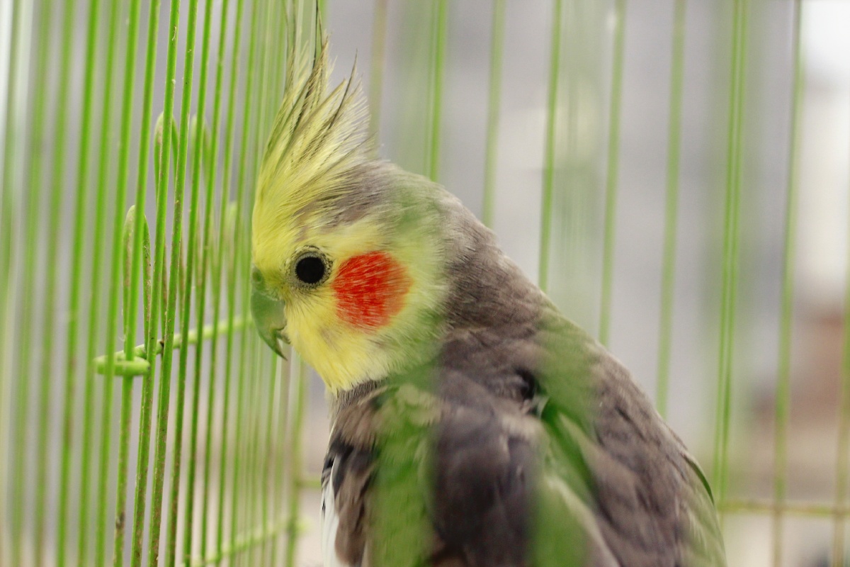 打着腮红的宠物玄凤鹦鹉