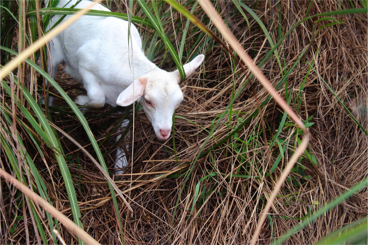 可可爱爱小羊咩咩