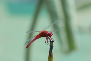 IMG_5484-1