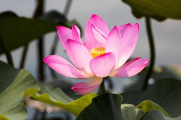 IMG_5437-1