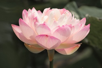 IMG_5426-1