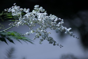 IMG_1773-1